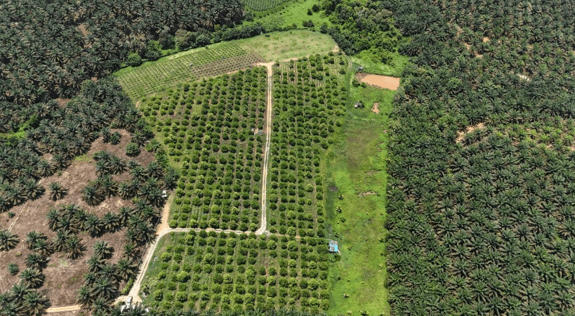 Jalan Kota Tinggi Durian Farm