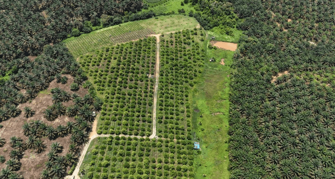 Jalan Kota Tinggi Durian Farm 2