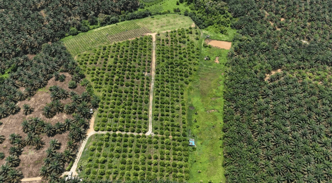 Jalan Kota Tinggi Durian Farm 3