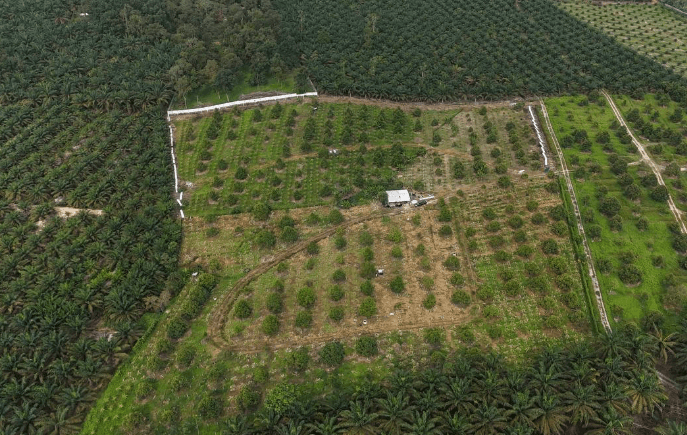 Yong Peng Durian Farm
