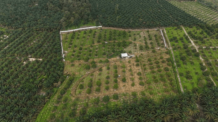 Yong Peng Durian Farm 2