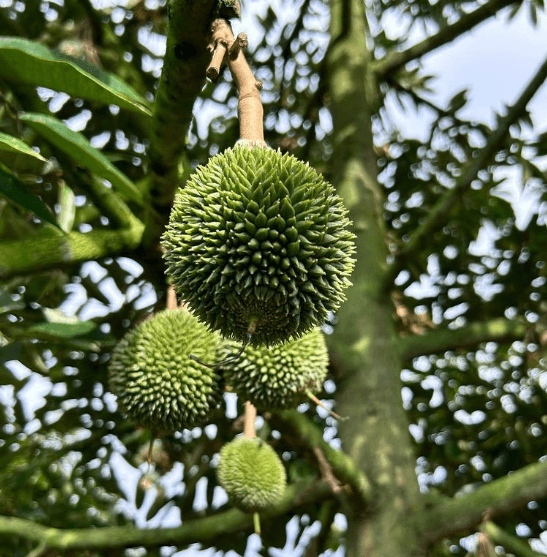 Yong Peng Durian Farm 3